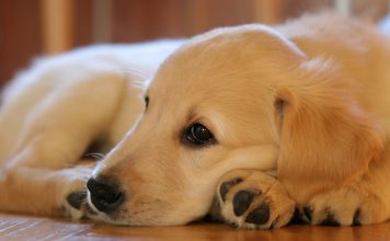 labrador sable